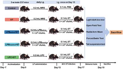 Lactobacillus plantarum-derived postbiotics prevent Salmonella-induced neurological dysfunctions by modulating gut–brain axis in mice